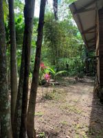 Alojamiento - amazonian oropendola tambopata
