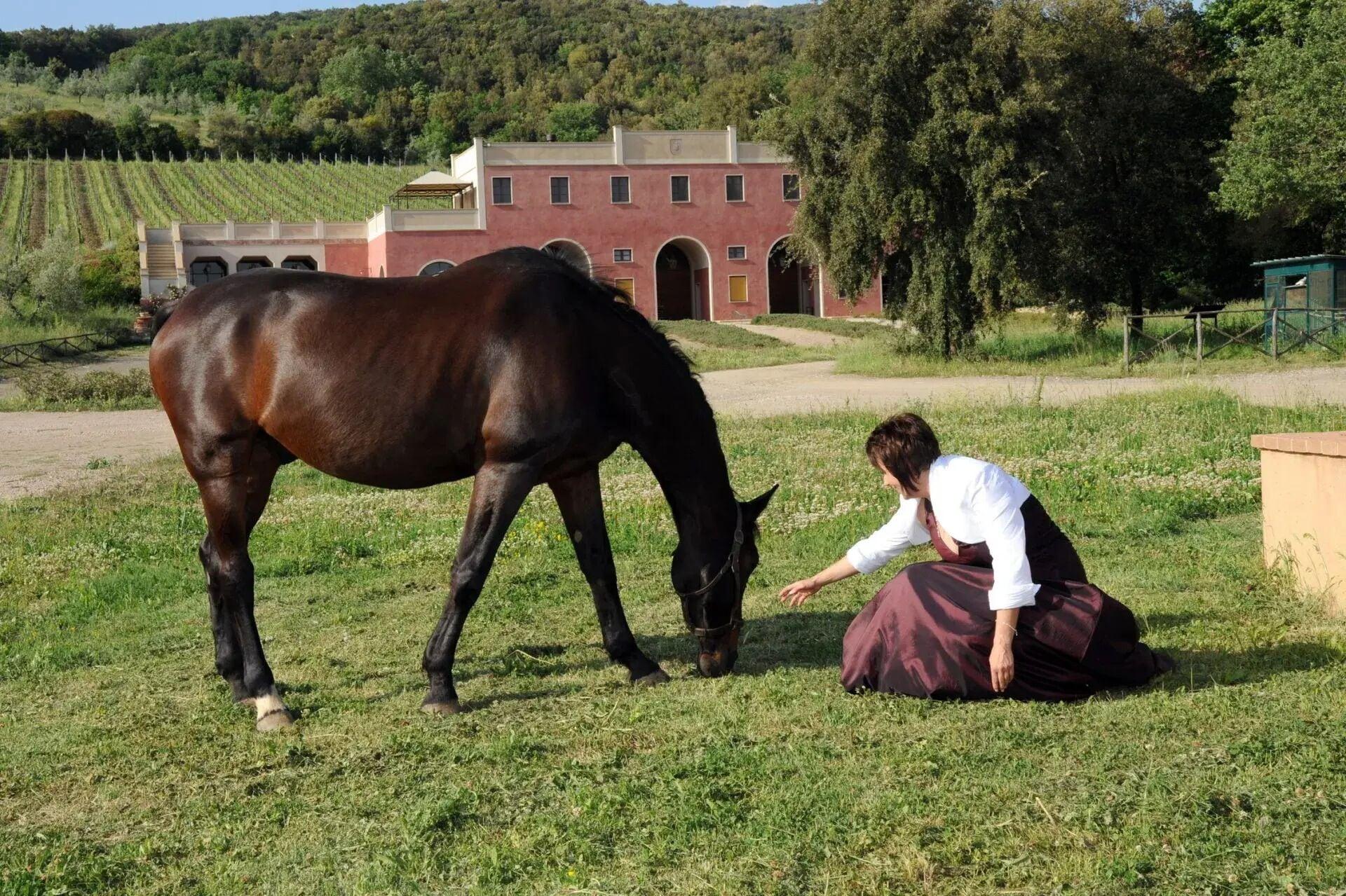 Instalaciones Recreativas Tenuta il Sassone - Wine & Food