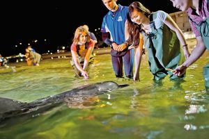 Actividad - Crucero de un día para descubrir la vida marina en la Isla Tangalooma con traslados en autobús