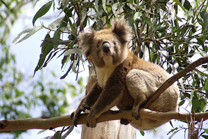 Actividad - Explore the Great Ocean Road - Full-Day Tour