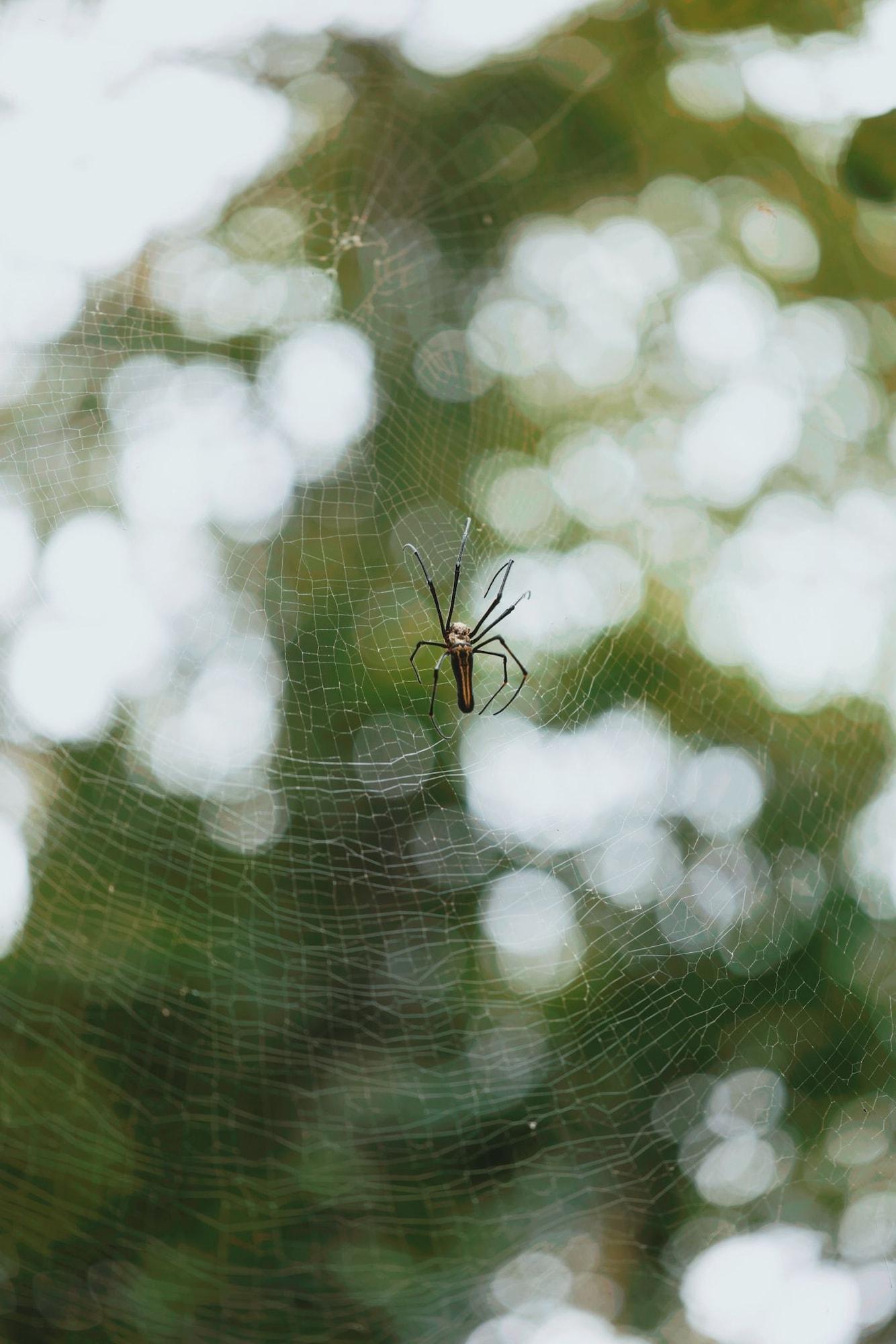 Instalaciones Recreativas Sinharaja Forest Gate