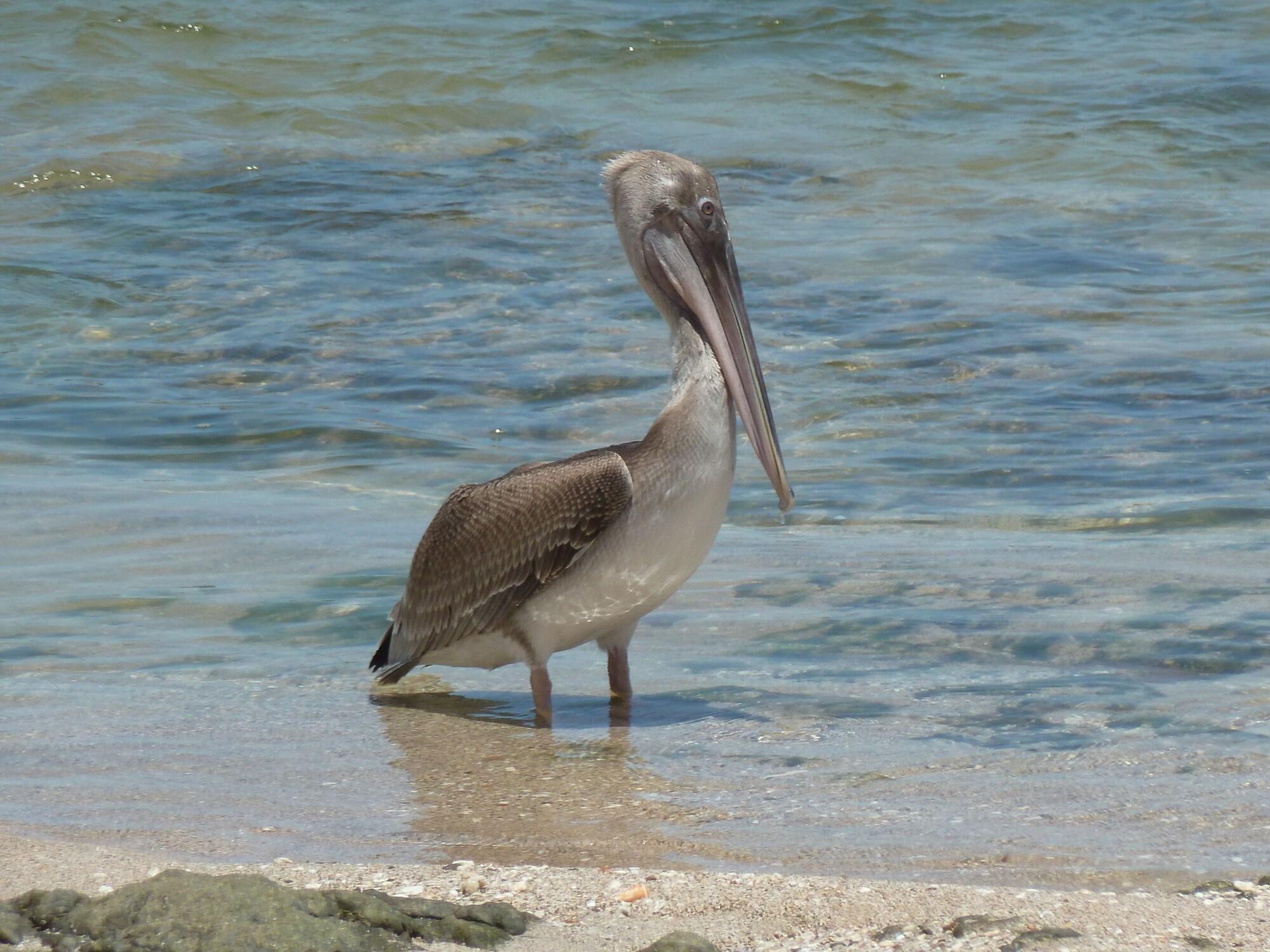 Playa Villa Nautilus