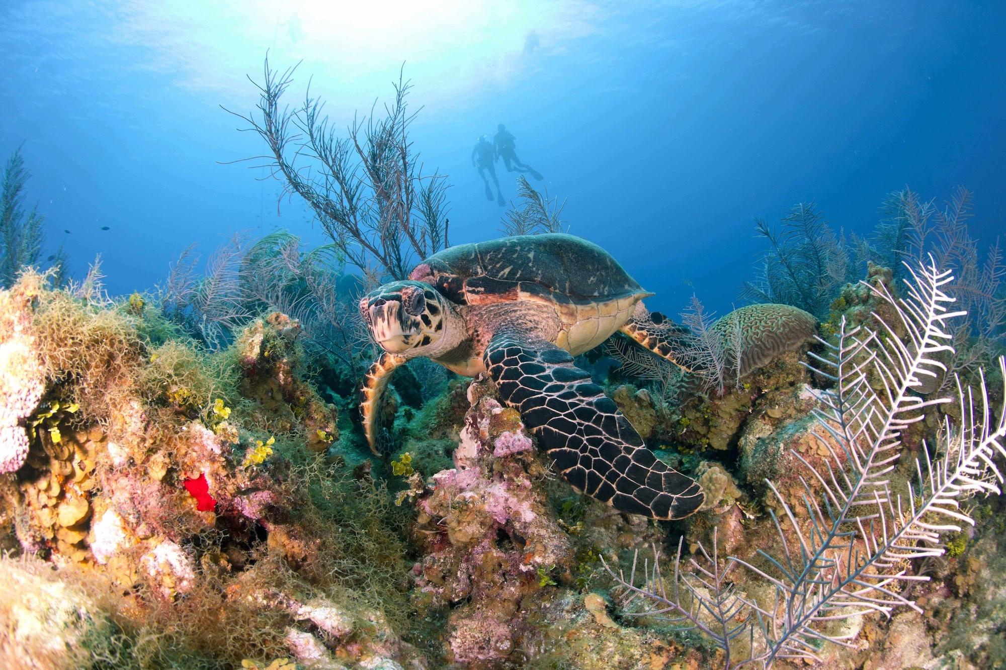 Varios Aqua Bay Club Condos