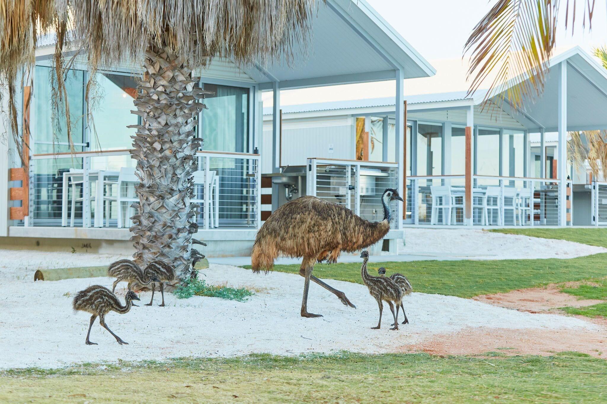 Vista Exterior RAC Monkey Mia Dolphin Resort