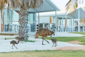 Alojamiento - RAC Monkey Mia Dolphin Resort