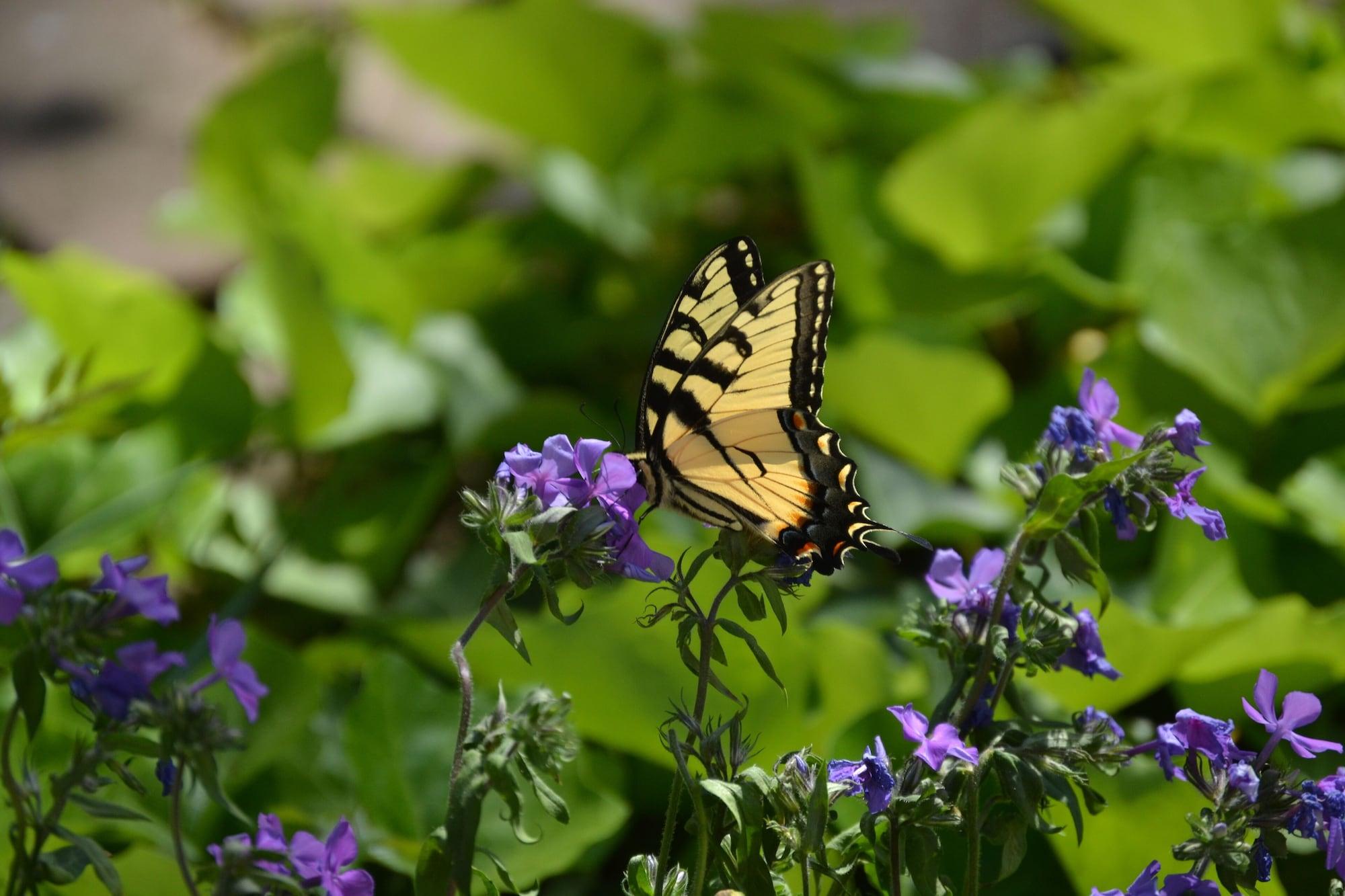Vista Exterior The Carleton House