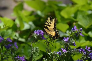 Alojamiento - The Carleton House