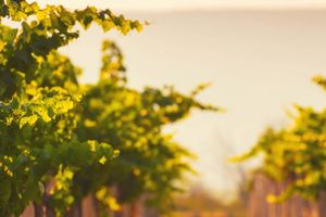 Actividad - Visita a la bodega Alto de la Ballena