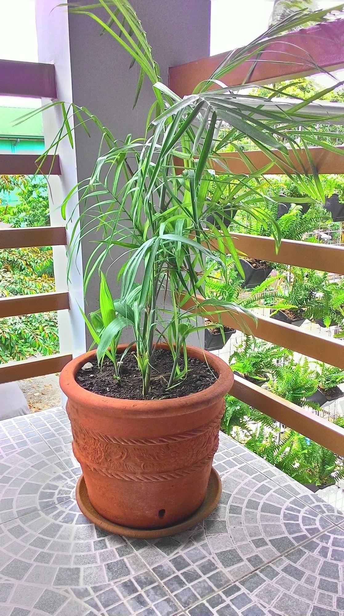 Equipamiento de Habitación Emperor's Suites