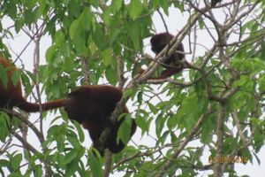 Alquiler Vacacional - Cabaña con Vista a la Montaña