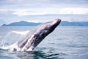 Alojamiento - Isla Chiquita Glamping Hotel