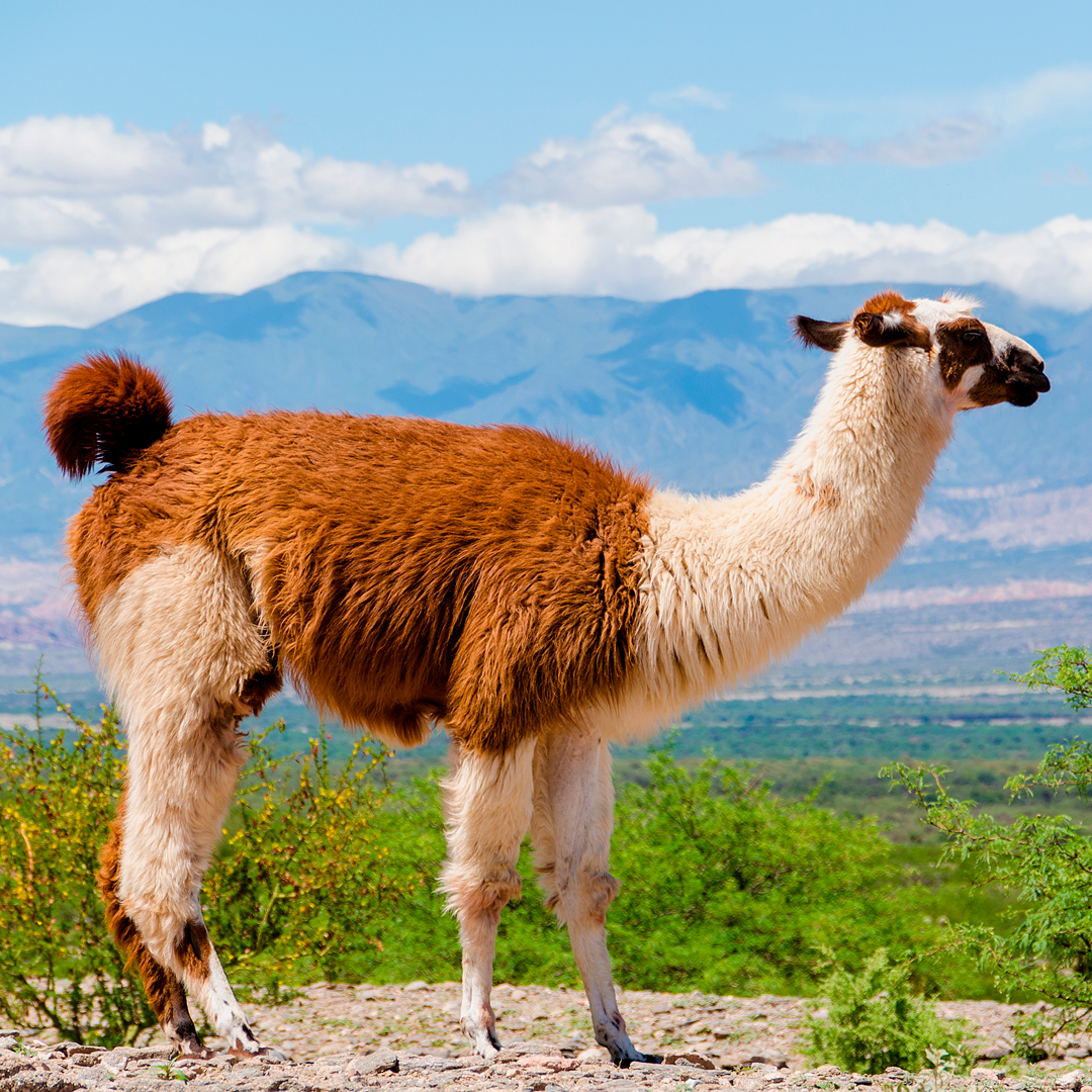 Salta