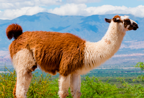 Salta