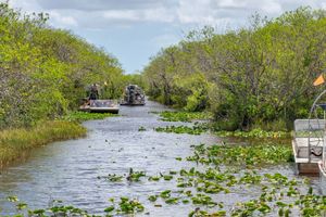 Actividad - Paseo en hidrodeslizador por los Everglades