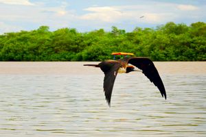 Actividad - PIK - Tour Manglares de Tumbes