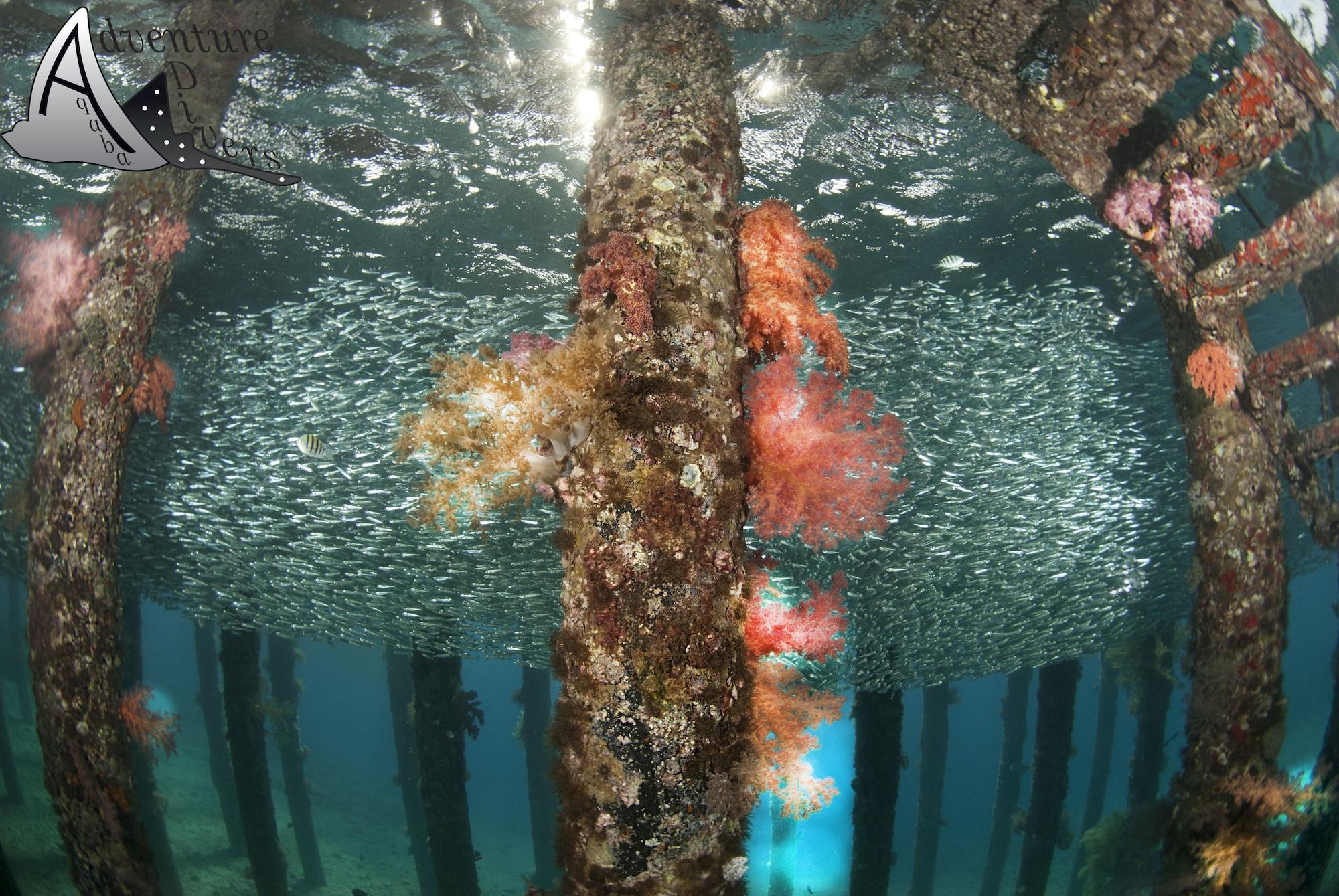 Playa Aqaba Adventure Divers Village