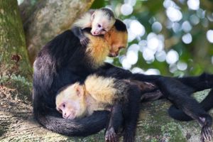 Actividad - Tour natural por el Canal de Panama a Isla de Monos