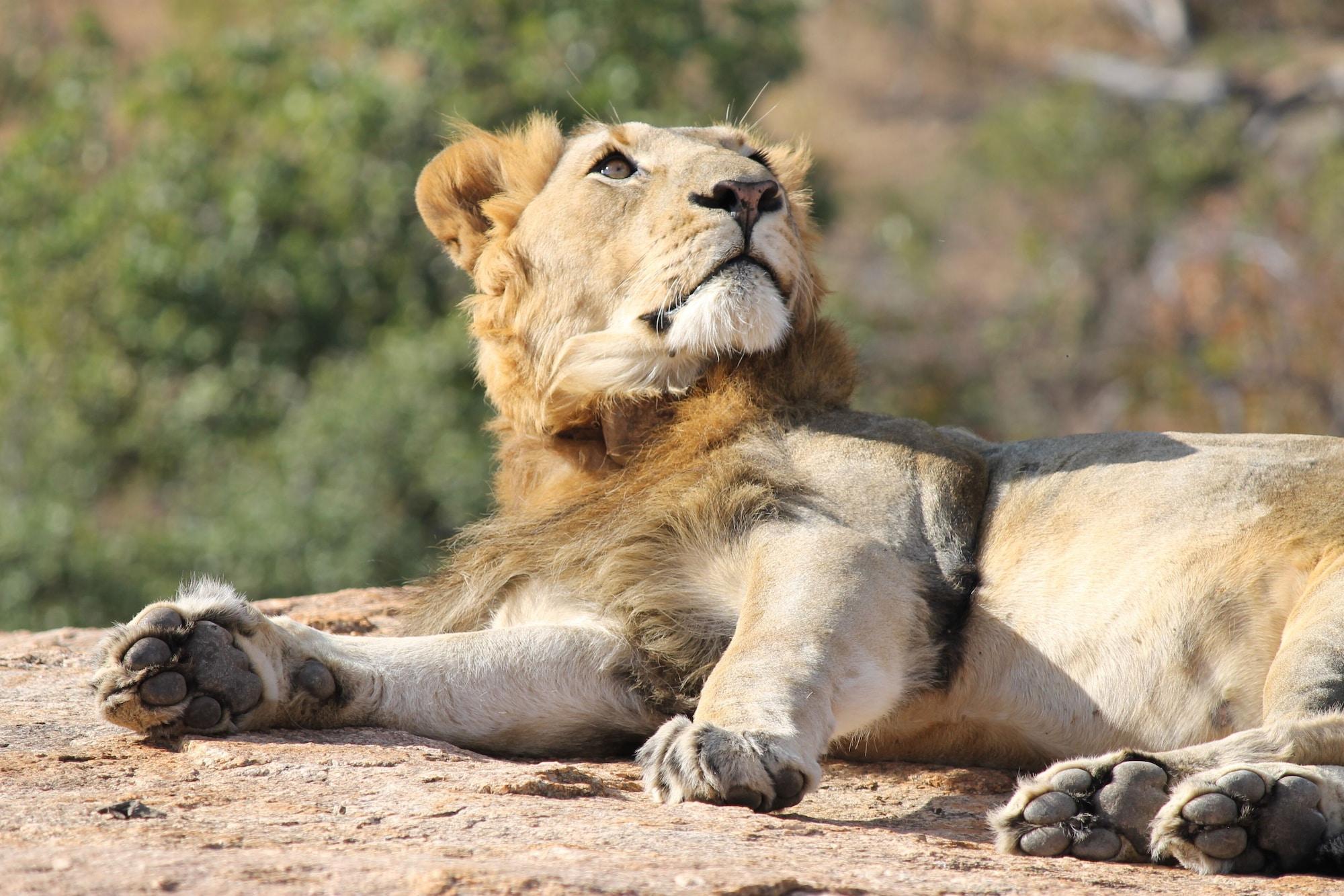 Instalaciones Recreativas Abelana River Lodge