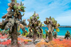 Vuelo - Vuelos a Islas Galápagos
