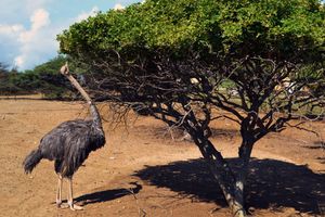 Actividad - Excursión a la Granja de Avestruces y las Cuevas de Hato