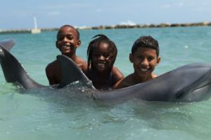 Actividad - Dolphin Swim Adventure en Montego Bay