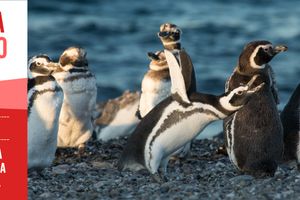 Actividad - LOW COST Pingüinos en Punta Tombo