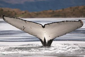 Actividad - Glaciares y avistamiento de ballenas en Cabo Froward - Tour de un día entero