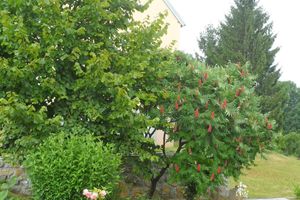 Alquiler Vacacional - Apartments Rendulic