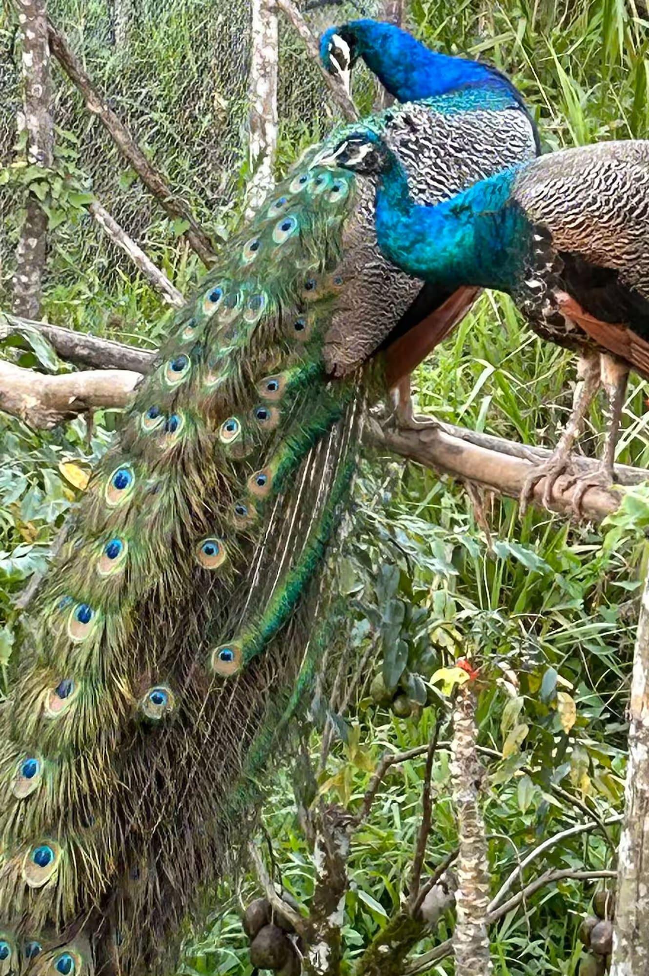 Vista Exterior Tropical Magnolia Resort