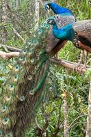 Alojamiento - Tropical Magnolia Resort