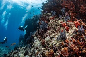 Actividad - Buceo para principiantes en la Paz