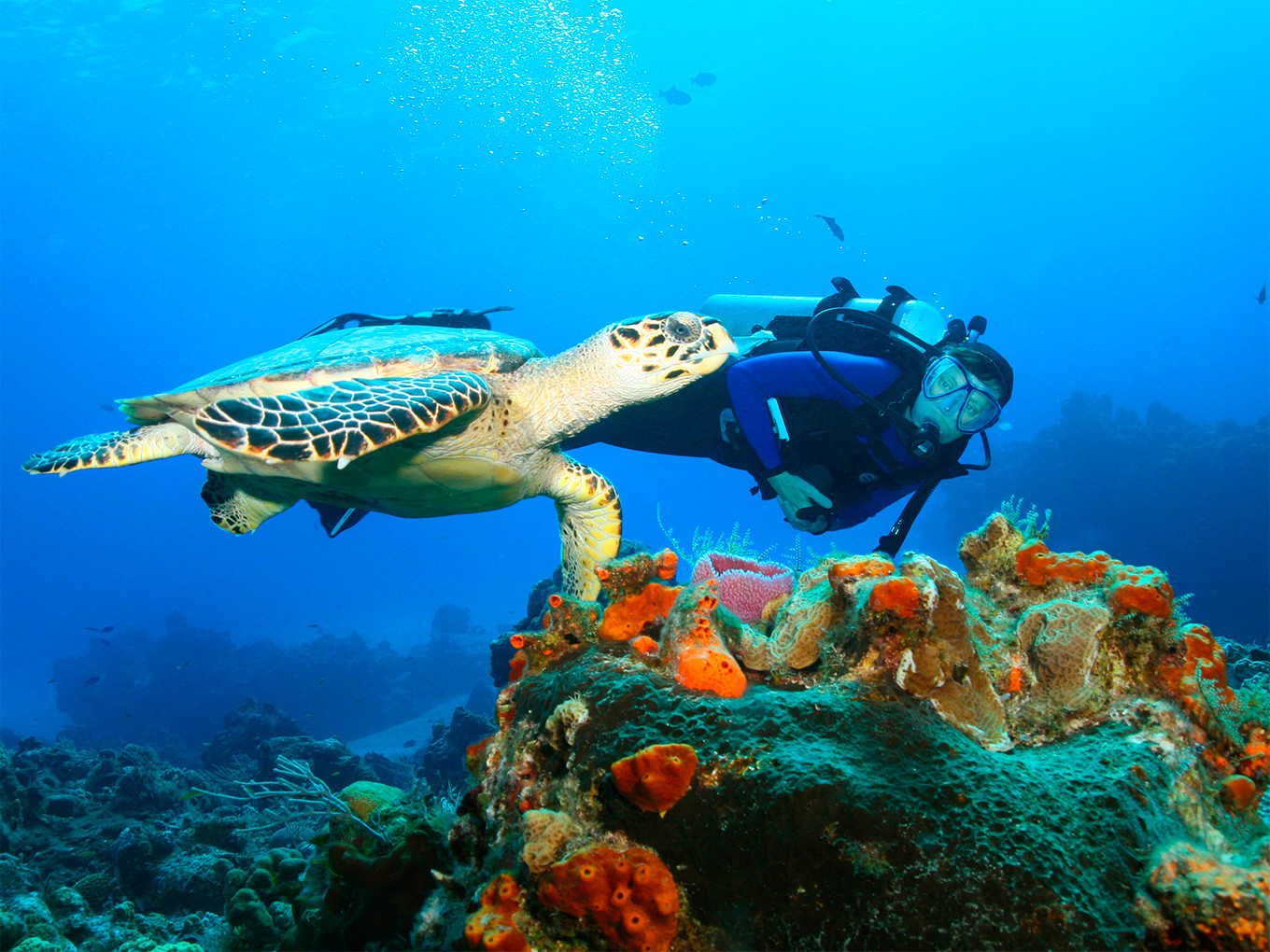 Turismo en Cozumel | Islas y Playas Paradisíacas