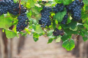 Actividad - Tour del vino por Cafayate