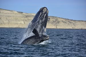 Actividad - Avistaje de Ballenas