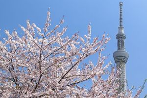 Alojamiento - Sakura Sky Hotel