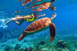 Actividad - Tour Tulum y Encuentro con Tortugas Marinas
