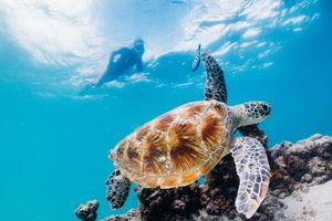 Actividad - Crucero de un día para descubrir la vida marina en la isla de Tangalooma
