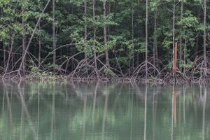Activity - Manuel Antonio Mangroves Tour