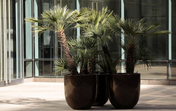 Park Hyatt Mendoza