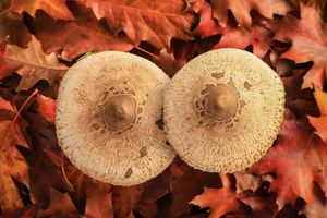 Alojamiento - Chão do Rio - Turismo de Aldeia