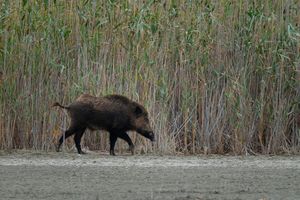 Actividad - Shirvan National Park: Gazelle Safari and Birdwatching - Full-Day Tour with Optional Village Lunch