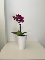 Alquiler Vacacional - Belgrade apartment - spirit of old city center