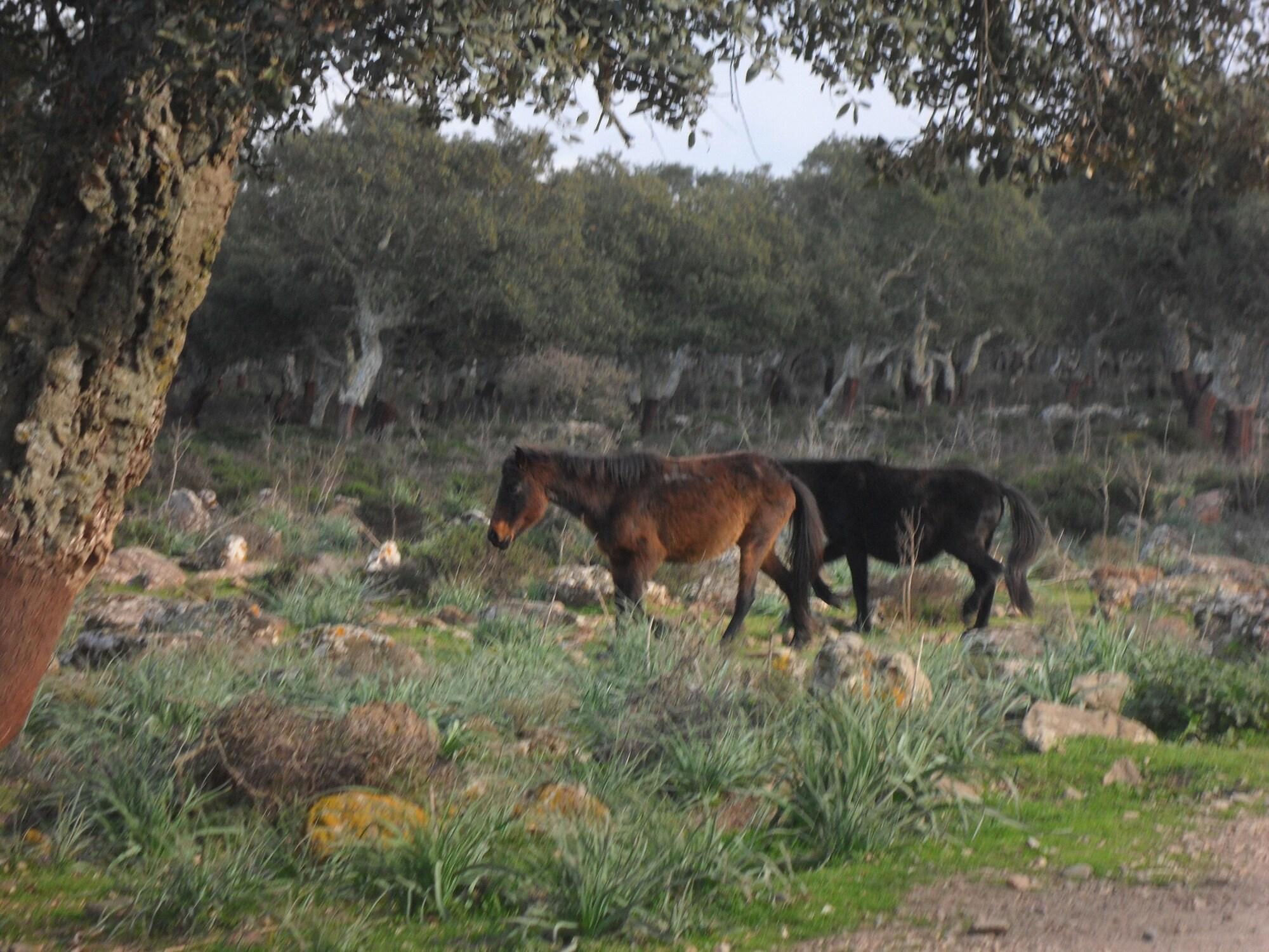 Instalaciones Recreativas B&B il dodo