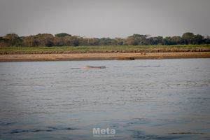 Actividad - Tour Bocas del Manacacias y Solpavientos