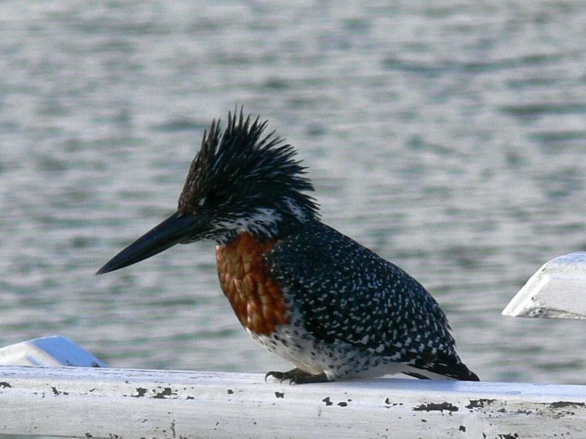 Playa Kowie River Guest House