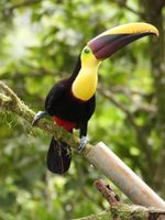 Alojamiento - Esquipulas Rainforest