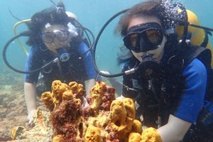 Actividad - Buceo en corales