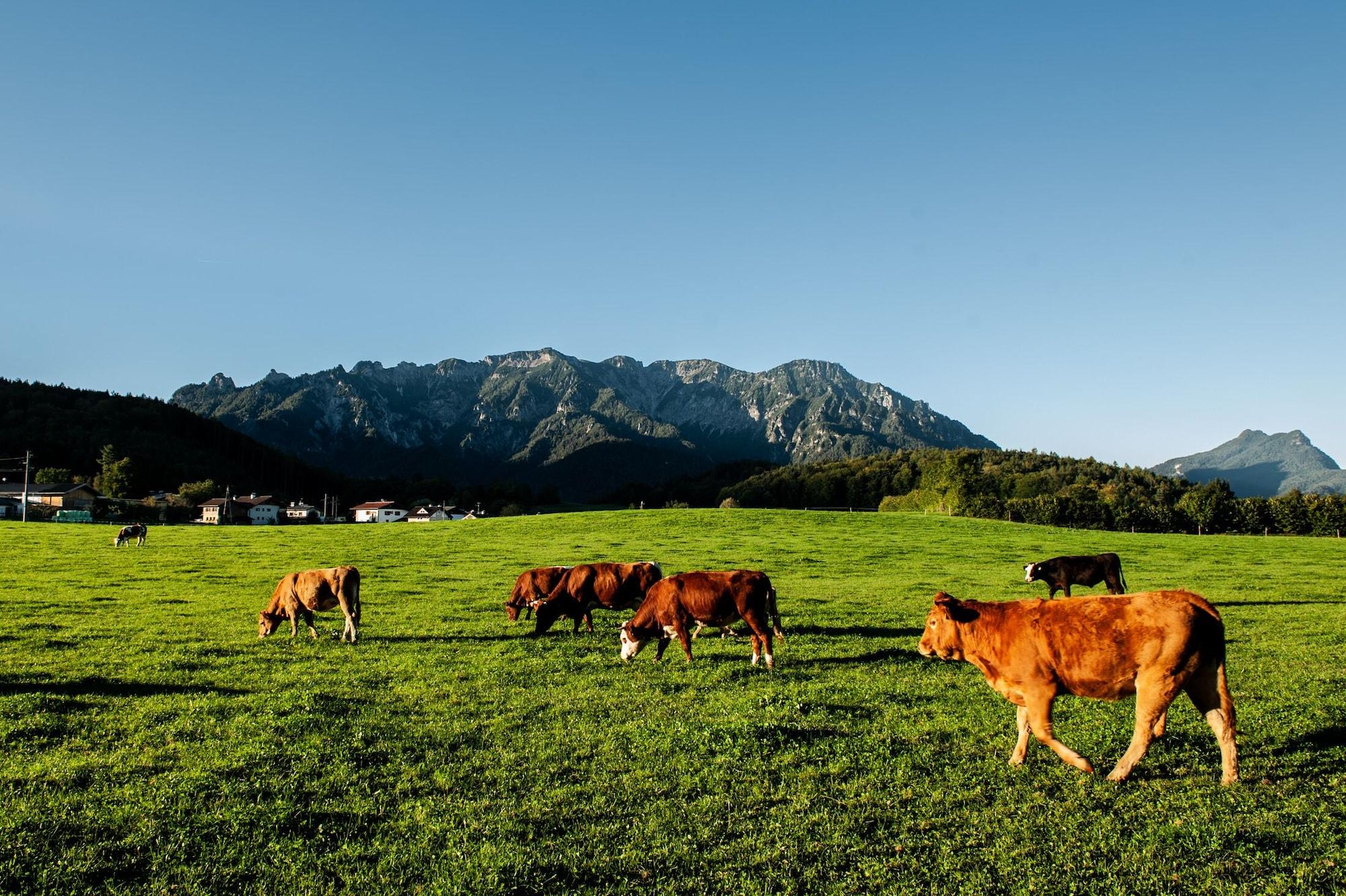 Comodidades del Alojamiento Gasthof Steinerwirt