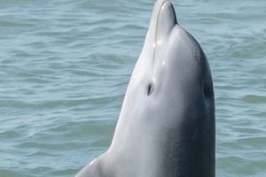 Actividad - Avistamiento de delfines en Galveston