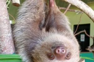 Actividad - Navega por el Canal de Panamá y Explora la Isla Monos y el Santuario de Perezosos
